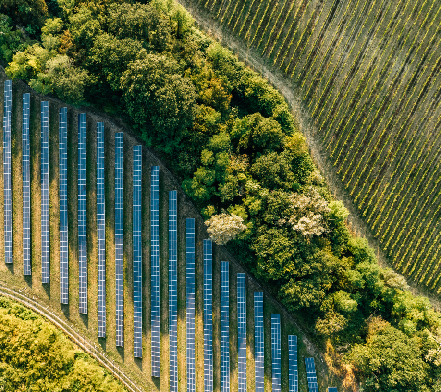 Solar Panels with Trees